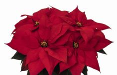 Poinsettias