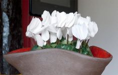 Cyclamen