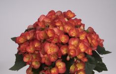 Begonias