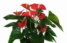 Anthurium