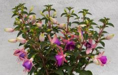 Fuchsias