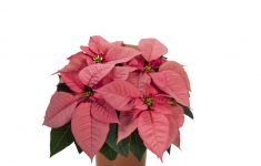 Premium Lipstick Pink