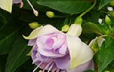 Jollies La Grande Picardie