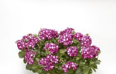 Corriente Burgundy Bicolor (Explosive) 