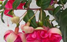 Jollies La Grande Corse