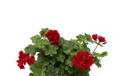 Temprano Bright Red (Maxime) 