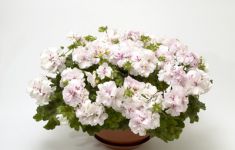 Temprano White (Blush)