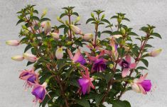 Jollies Force Calais