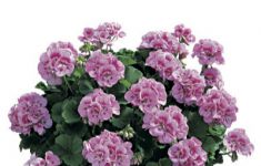 Americana Light Pink Splash