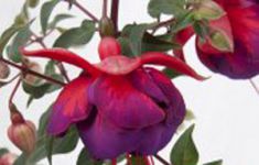 Jollies La Grande Alsace