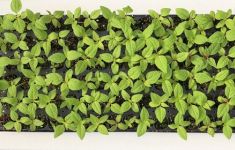 Siembra en bandejas  de planta de temporada