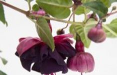 Jollies Trailing Tulle