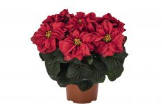 Winter Rose Early Red