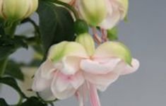 Jollies La Grande Avignon