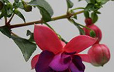 Jollies Trailing Bizet