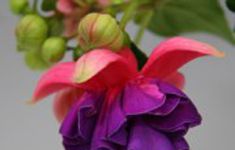 Jollies Trailing Colmar