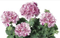 Avenida Mosaic Purple