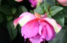 Jollies La Grande Provence