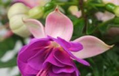 Jollies Trailing Valence