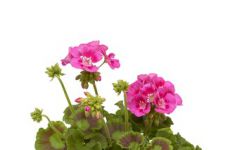 Calliope Rose Splash 