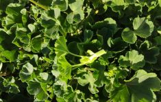 Esquejes de Pelargonium