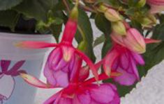 Jollies Trailing Albi